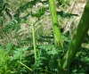Conium maculatum L.