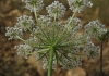 Daucus carota L.