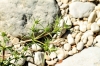 Eryngium campestre L. Eryngium campestre L.