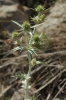 Eryngium campestre L. Eryngium campestre L.