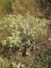 Eryngium campestre L. Eryngium campestre L.