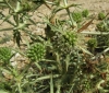 Eryngium campestre L. Eryngium campestre L.