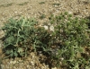 Eryngium campestre L. Eryngium campestre L.
