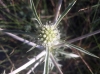 Eryngium campestre L. Eryngium campestre L.