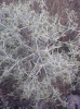 Eryngium campestre L. Eryngium campestre L.
