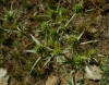 Eryngium campestre L. Eryngium campestre L.
