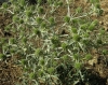 Eryngium campestre L. Eryngium campestre L.