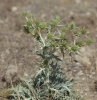 Eryngium campestre L. Eryngium campestre L.
