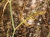 Foeniculum vulgare Mill.