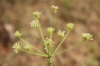 Guillonea scabra (Cav.) Coss. subsp. scabra