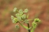 Guillonea scabra (Cav.) Coss. subsp. scabra