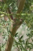 Ligusticum lucidum Mill. subsp. lucidum