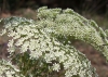 Ligusticum lucidum Mill. subsp. lucidum