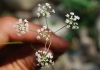 Ptychotis saxifraga (L.) Loret & Barrandon