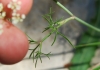 Ptychotis saxifraga (L.) Loret & Barrandon