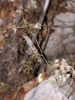 Ptychotis saxifraga (L.) Loret & Barrandon