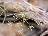 Ptychotis saxifraga (L.) Loret & Barrandon