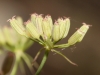 Ptychotis saxifraga (L.) Loret & Barrandon