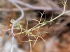 Ptychotis saxifraga (L.) Loret & Barrandon