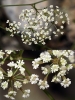 Ptychotis saxifraga (L.) Loret & Barrandon