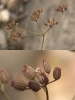 Ptychotis saxifraga (L.) Loret & Barrandon