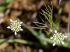 Scandix australis L. subsp. australis