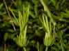 Scandix pecten-veneris L. Scandix pecten-veneris L.