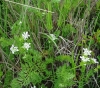 Scandix pecten-veneris L. Scandix pecten-veneris L.