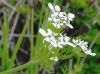 Scandix pecten-veneris L. Scandix pecten-veneris L.