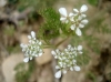 Scandix pecten-veneris L. Scandix pecten-veneris L.