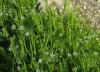 Scandix pecten-veneris L. Scandix pecten-veneris L.
