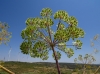 Thapsia villosa L.