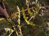 Thapsia villosa L.