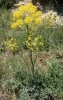 Thapsia villosa L.