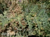 Thapsia villosa L.