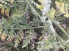 Thapsia villosa L.