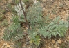 Thapsia villosa L.