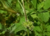 Torilis nodosa (L.) Gaertn.