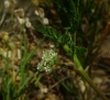 Torilis nodosa (L.) Gaertn.