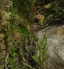 Torilis nodosa (L.) Gaertn.