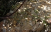 Trinia glauca (L.) Dumort.