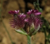Turgenia latifolia (L.) Hoffm.
