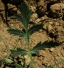 Turgenia latifolia (L.) Hoffm.