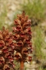 A identificar