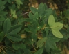 Acer monspessulanum L.