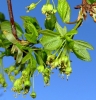 Acer monspessulanum L. subsp. monspessulanum Acer monspessulanum L. subsp. monspessulanum