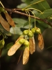 Acer monspessulanum L. subsp. monspessulanum Acer monspessulanum L. subsp. monspessulanum