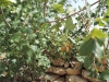 Acer monspessulanum L. subsp. monspessulanum Acer monspessulanum L. subsp. monspessulanum