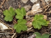 Acer opalus ? Acer opalus ?