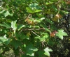Acer opalus Mill. subsp. granatense (Boiss.) Font Quer & Rothm.